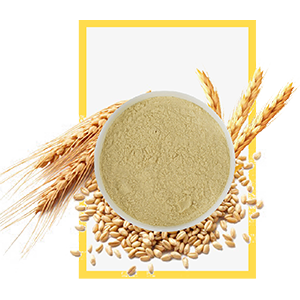 Biscuit Malt | Malt Extract and Biscuit and confectionery grade malt extract
